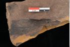 Foto (Detailsansicht) von Quercus palaeoilex Ettingshausen (NHMW-GEO-2024-0188-0885)